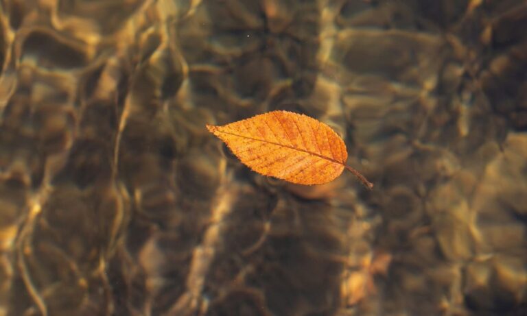 preparar piscina para el otoño